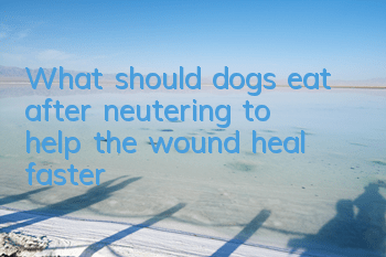 What should dogs eat after neutering to help the wound heal faster?