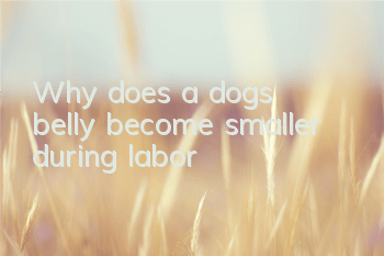 TWhy does a dog’s belly become smaller during labor?