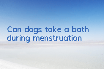 Can dogs take a bath during menstruation?