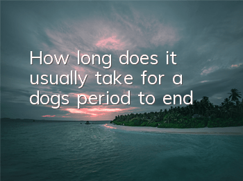 How long does it usually take for a dog’s period to end?