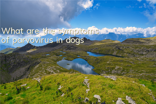 What are the symptoms of parvovirus in dogs?