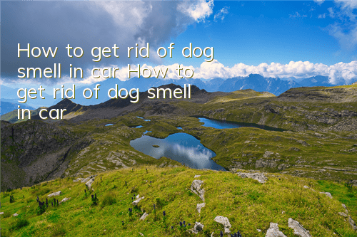 How to get rid of dog smell in car How to get rid of dog smell in car
