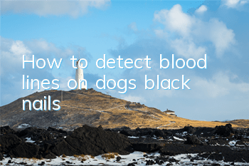 THow to detect blood lines on dogs’ black nails
