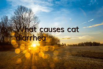 What causes cat diarrhea?