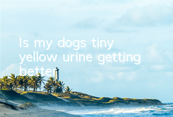 Is my dog’s tiny yellow urine getting better?