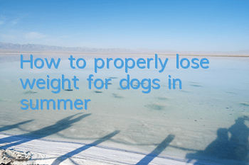 How to properly lose weight for dogs in summer