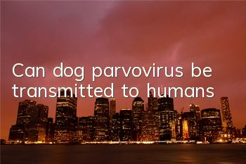 Can dog parvovirus be transmitted to humans?