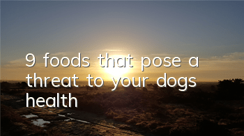9 foods that pose a threat to your dog’s health