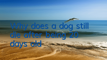 Why does a dog still die after being 20 days old?