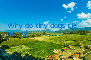 Why do tiny dogs die at night?