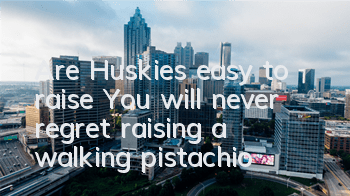 Are Huskies easy to raise? You will never regret raising a walking pistachio