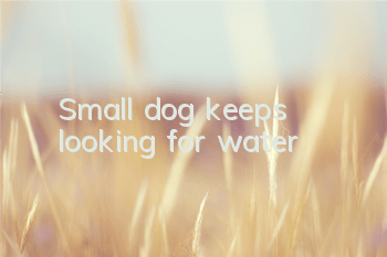 Small dog keeps looking for water