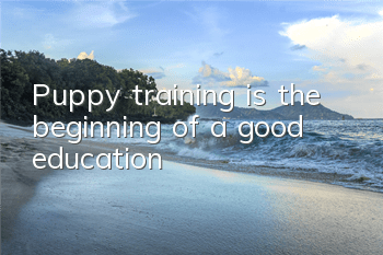 Puppy training is the beginning of a good education