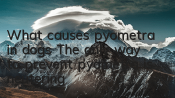 What causes pyometra in dogs? The only way to prevent pyometra is neutering!
