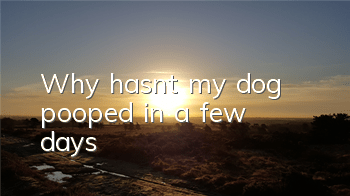 TWhy hasn’t my dog ​​pooped in a few days?
