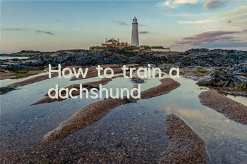 How to train a dachshund