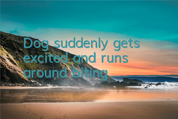 Dog suddenly gets excited and runs around biting