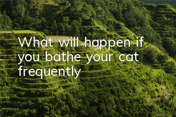 What will happen if you bathe your cat frequently?