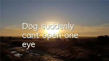 Dog suddenly can't open one eye
