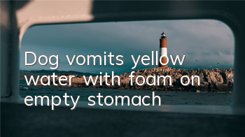 Dog vomits yellow water with foam on empty stomach