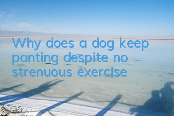Why does a dog keep panting despite no strenuous exercise?