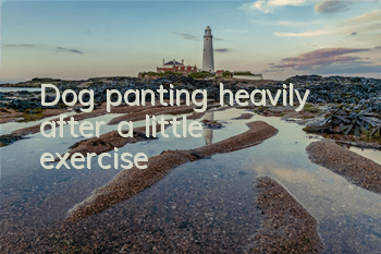 Dog panting heavily after a little exercise