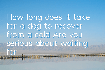 How long does it take for a dog to recover from a cold? Are you serious about waiting for your dog to recover from a cold?