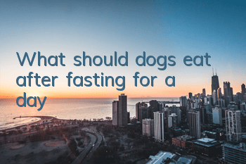 What should dogs eat after fasting for a day?