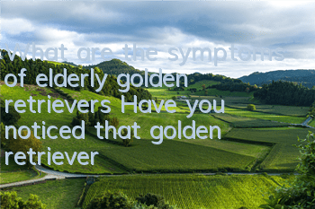 What are the symptoms of elderly golden retrievers? Have you noticed that golden retrievers have entered old age?