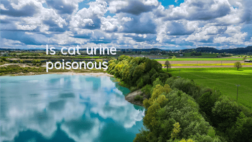 Is cat urine poisonous?