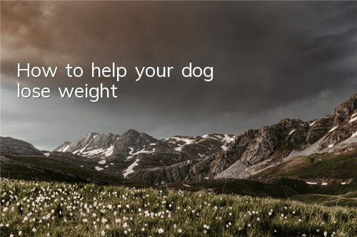 How to help your dog lose weight