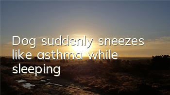 Dog suddenly sneezes like asthma while sleeping