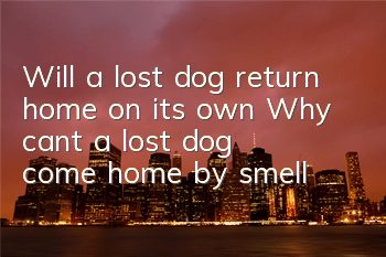 Will a lost dog return home on its own? Why can’t a lost dog come home by smell?