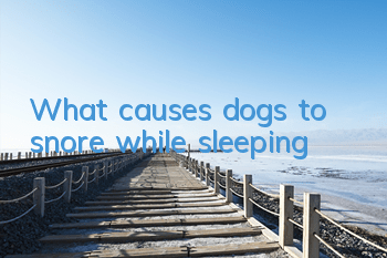 What causes dogs to snore while sleeping?