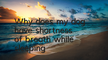 Why does my dog ​​have shortness of breath while sleeping?