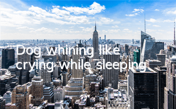 Dog whining like crying while sleeping