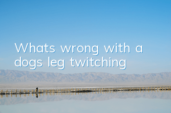 TWhat’s wrong with a dog’s leg twitching?