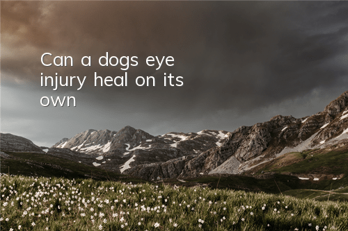 Can a dog’s eye injury heal on its own?