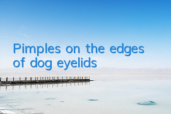 Pimples on the edges of dog eyelids