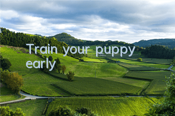 Train your “puppy” early