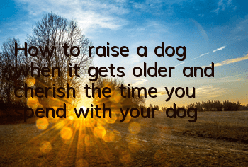 How to raise a dog when it gets older and cherish the time you spend with your dog