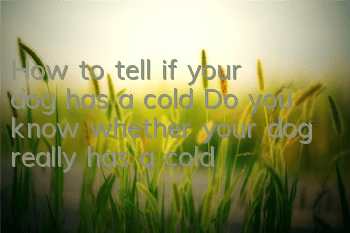 How to tell if your dog has a cold? Do you know whether your dog really has a cold?