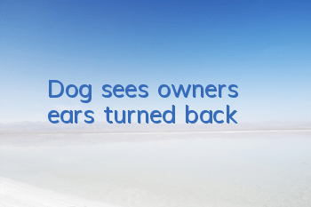 Dog sees owner’s ears turned back