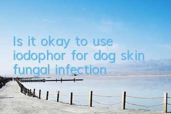Is it okay to use iodophor for dog skin fungal infection?
