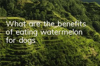 TWhat are the benefits of eating watermelon for dogs?