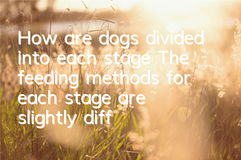 How are dogs divided into each stage? The feeding methods for each stage are slightly different.