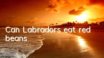 TCan Labradors eat red beans?