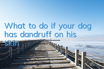 What to do if your dog has dandruff on his skin