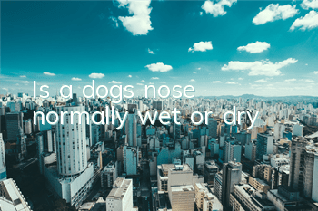 Is a dog’s nose normally wet or dry?