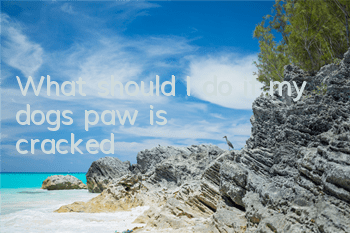 What should I do if my dog’s paw is cracked?